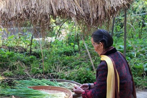 乡野野潮在线视频,探寻乡村生活的诗意与活力